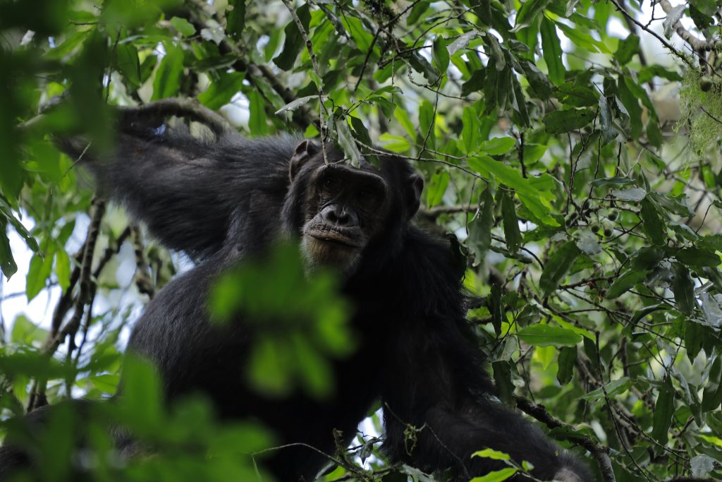 jalankuy.id Kibale National Park